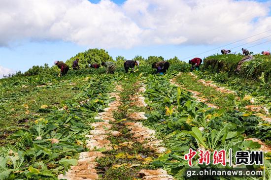 10月17日,小海镇张关村萝卜基地萝卜采收现场。汪仟 摄 10月17日,小海镇张关村萝卜基地萝卜采收现场。汪仟 摄