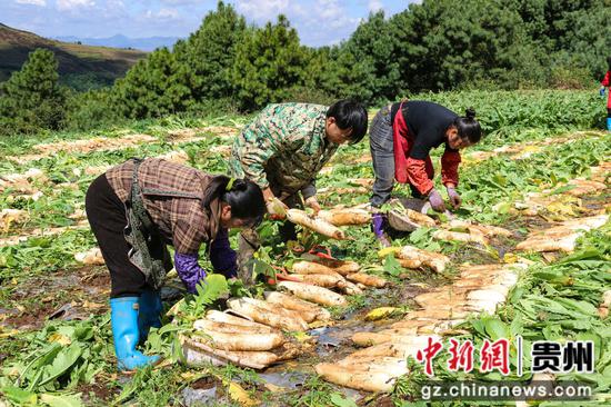 10月17日,小海镇张关村萝卜基地工人装捡萝卜。汪仟 摄 10月17日,小海镇张关村萝卜基地工人装捡萝卜。汪仟 摄