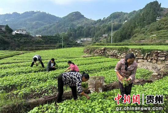 水田村村民移栽油菜。 水田村村民移栽油菜。