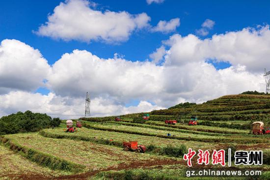 10月17日,小海镇张关村萝卜基地萝卜采收现场。汪仟 摄 10月17日,小海镇张关村萝卜基地萝卜采收现场。汪仟 摄