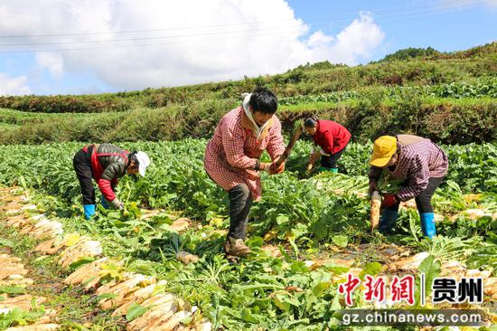 10月17日,小海镇张关村萝卜基地工人忙着采收萝卜。汪仟 摄 10月17日,小海镇张关村萝卜基地工人忙着采收萝卜。汪仟 摄