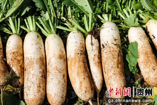 10月17日,小海镇张关村萝卜基地萝卜采收现场。汪仟 摄 10月17日,小海镇张关村萝卜基地萝卜采收现场。汪仟 摄