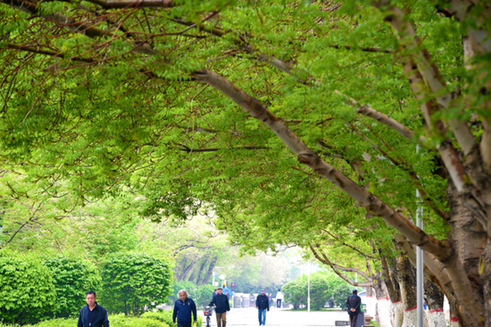 克拉瑪依中心城區(qū)綠樹成蔭，市民悠閑自得。戴旭虎 攝