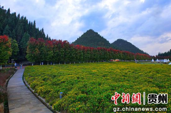 兴义阳光谷度假区秋意浓“枫”景美。江禾 摄 兴义阳光谷度假区秋意浓“枫”景美。江禾 摄