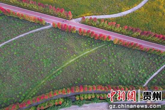 兴义阳光谷度假区秋意浓“枫”景美。江禾 摄 兴义阳光谷度假区秋意浓“枫”景美。江禾 摄