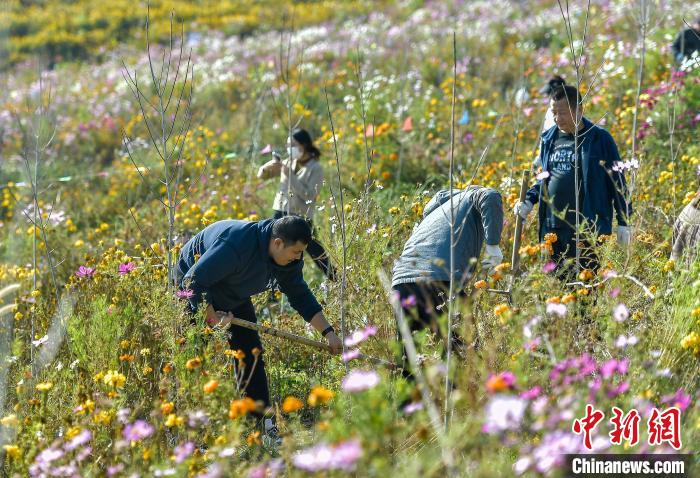 10月23日，新疆烏魯木齊市文化公園進行秋季公益性植樹活動，吸引眾多市民參與。本次公益性植樹活動為期兩天，將對公園南區(qū)補植沙棗、大葉榆、紅葉海棠、杏樹、山桃等喬木，預(yù)計將完成植樹面積4萬多平方米，種植數(shù)量達萬余株。中新社記者 劉新 攝