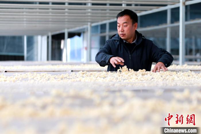 10月23日，新疆喀什地區(qū)疏勒縣魯疆情食用菌生態(tài)科技示范園董事長(zhǎng)韓文良正在晾曬玉木耳。該示范園是山東東營(yíng)援疆指揮部較早引進(jìn)的集產(chǎn)品研發(fā)、菌包培育、出菇管理、產(chǎn)品加工、技術(shù)推廣、菌渣綜合利用、農(nóng)旅為一體的現(xiàn)代化生態(tài)食用菌企業(yè)，促進(jìn)食用菌一、二、三產(chǎn)業(yè)融合發(fā)展，推動(dòng)鄉(xiāng)村振興取得新突破。中新社記者 梁犇 攝