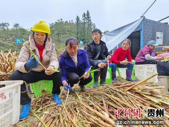 习水：方竹笋产业焕生机 助农增收促振兴