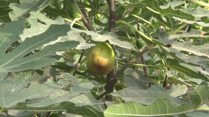 疏附縣大棚無花果首次試種成功 近期將采摘陸續(xù)上市