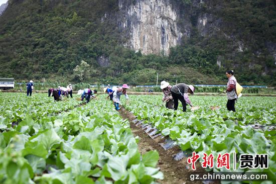 务工群众正在管护有机花