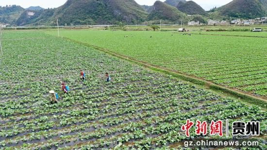 基地蔬菜长势良好