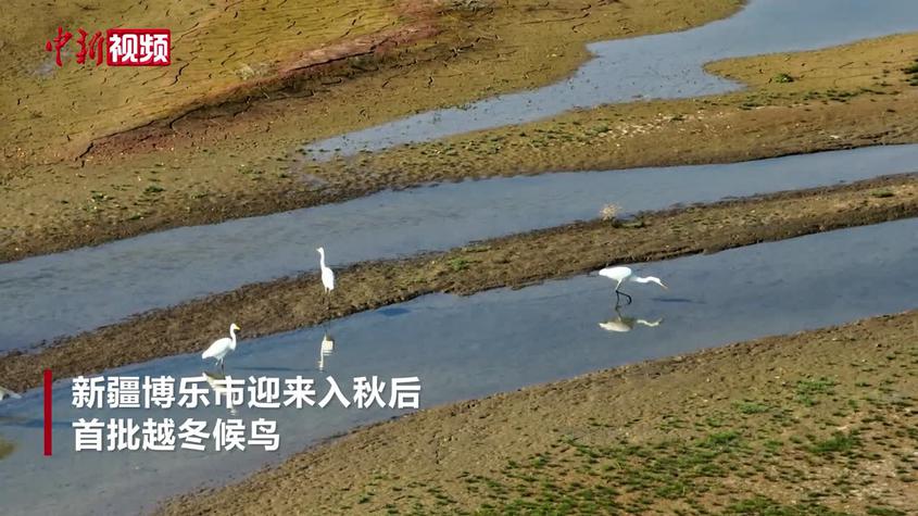 越冬候鸟抵达新疆博乐市