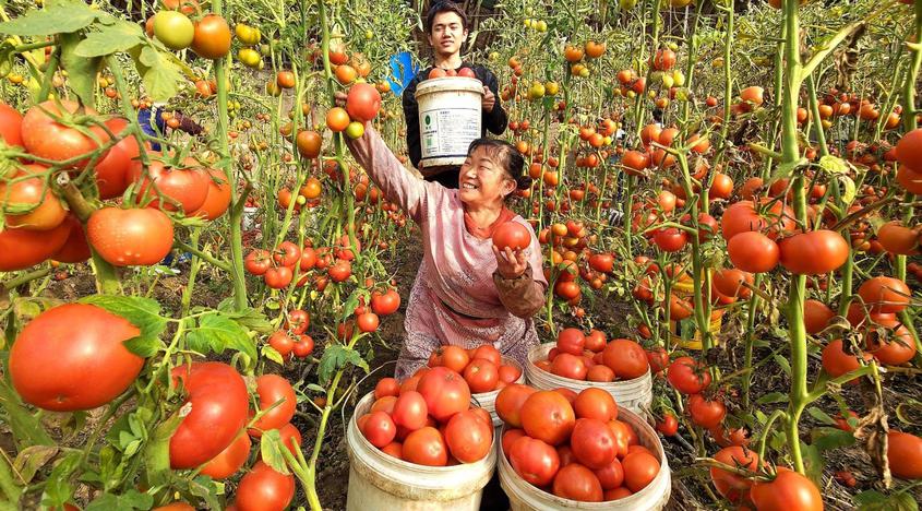 新疆察布查爾縣：大棚西紅柿走“紅”市場 鼓起菜農(nóng)“腰包”