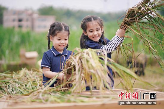 孩子们体验收割稻谷。 孩子们体验收割稻谷。