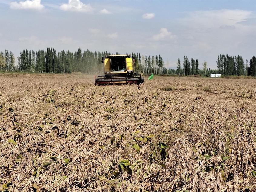 察布查爾縣：大豆測產“量豐收”科學種植助力農民增收