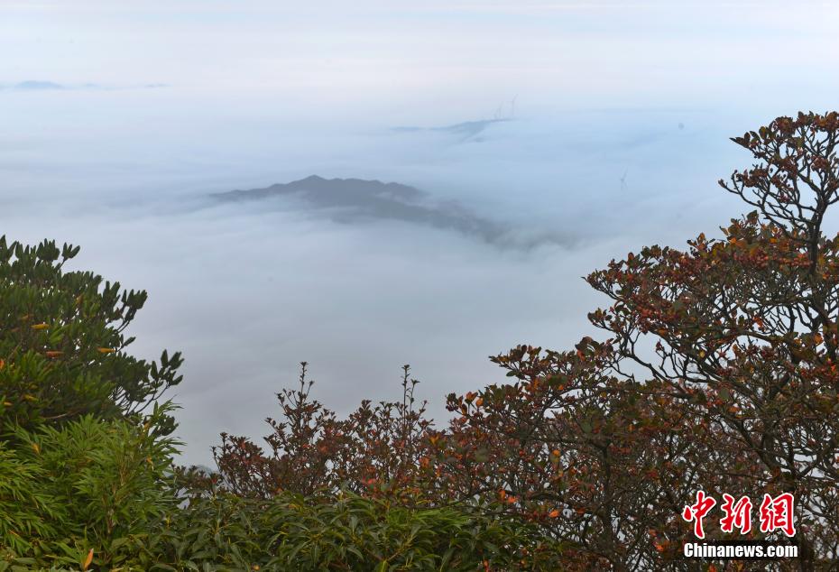 广西第一高峰猫儿山地跨兴安、资源、龙胜3县，海拔2141.5米，因形体似猫而得名，素有“华南之巅”美誉。深秋时节，猫儿山的景色吸引了许多游客前往观景。图为猫儿山山间美景，林木与云雾相互辉映。滕忠 摄
