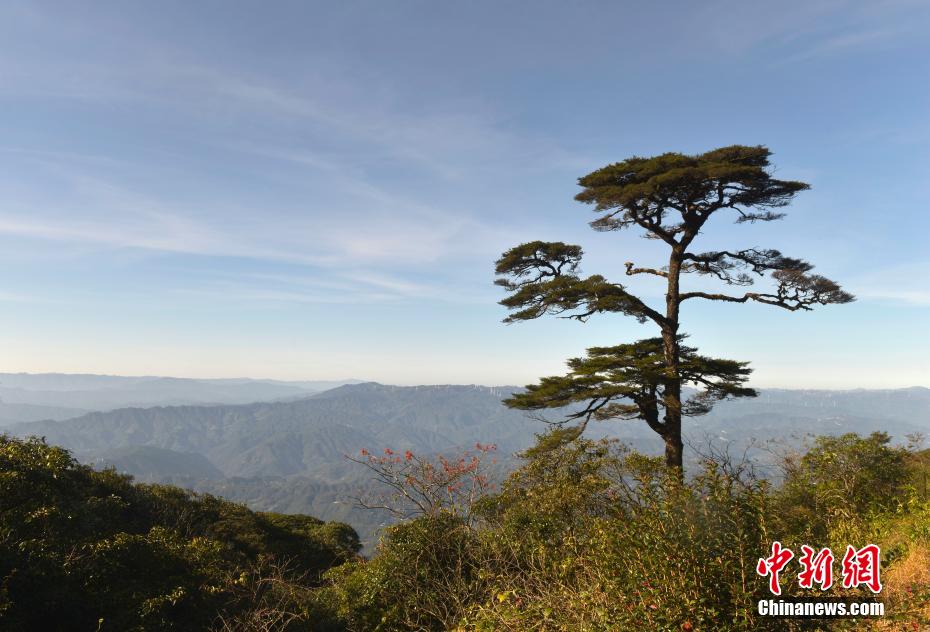 广西第一高峰猫儿山地跨兴安、资源、龙胜3县，海拔2141.5米，因形体似猫而得名，素有“华南之巅”美誉。深秋时节，猫儿山的景色吸引了许多游客前往观景。图为猫儿山上的铁杉树。滕忠 摄