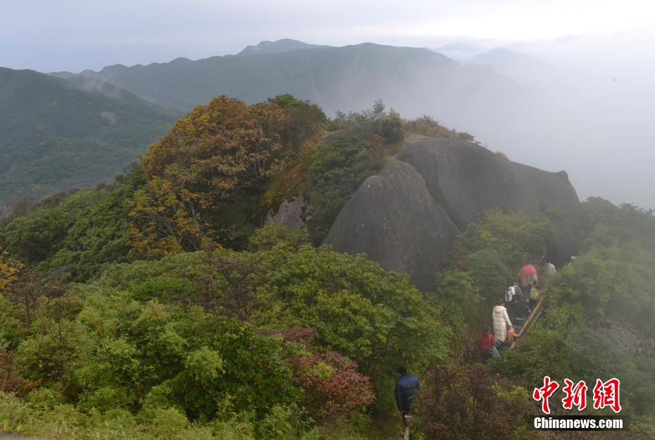 广西第一高峰猫儿山地跨兴安、资源、龙胜3县，海拔2141.5米，因形体似猫而得名，素有“华南之巅”美誉。深秋时节，猫儿山的景色吸引了许多游客前往观景。图为游客在攀爬猫儿山。滕忠 摄