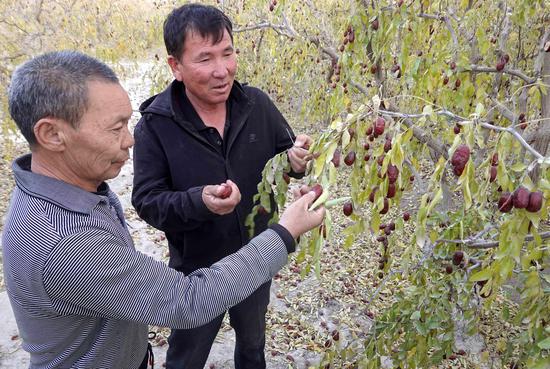 近日，若羌縣鐵干里克鎮(zhèn)托克拉克村的楊新（左），向村干部介紹他種特、一級(jí)棗的經(jīng)驗(yàn)。鄒焰忠 攝