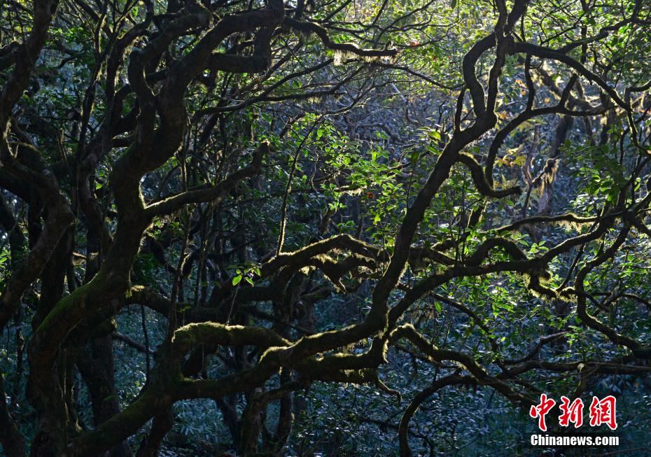 广西第一高峰猫儿山地跨兴安、资源、龙胜3县，海拔2141.5米，因形体似猫而得名，素有“华南之巅”美誉。深秋时节，猫儿山的景色吸引了许多游客前往观景。图为猫儿山的林木。滕忠 摄