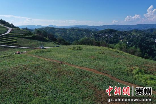 台江县台盘乡棉花村紫薯基地。陶国华摄 台江县台盘乡棉花村紫薯基地。陶国华摄