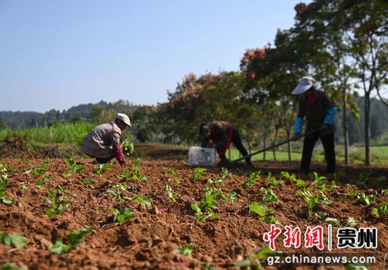 10月29日，松桃苗族自治县长兴堡镇的村民在移栽油菜。谢慧芳摄