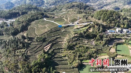 在石阡县本庄镇凉山村,贵州祥华生态茶业有限公司正组织工人管护茶叶。代忠国摄 在石阡县本庄镇凉山村,贵州祥华生态茶业有限公司正组织工人管护茶叶。代忠国摄