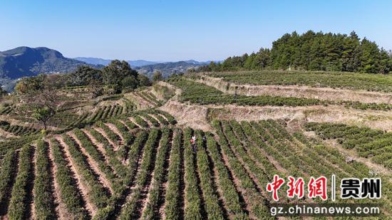 在石阡县本庄镇凉山村,贵州祥华生态茶业有限公司正组织工人管护茶叶。代忠国摄 在石阡县本庄镇凉山村,贵州祥华生态茶业有限公司正组织工人管护茶叶。代忠国摄