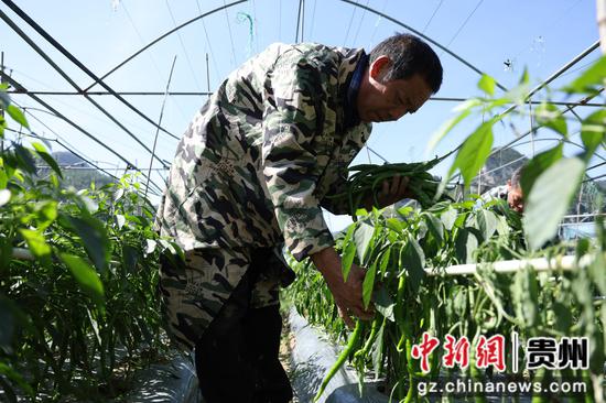 种植户在采摘辣椒