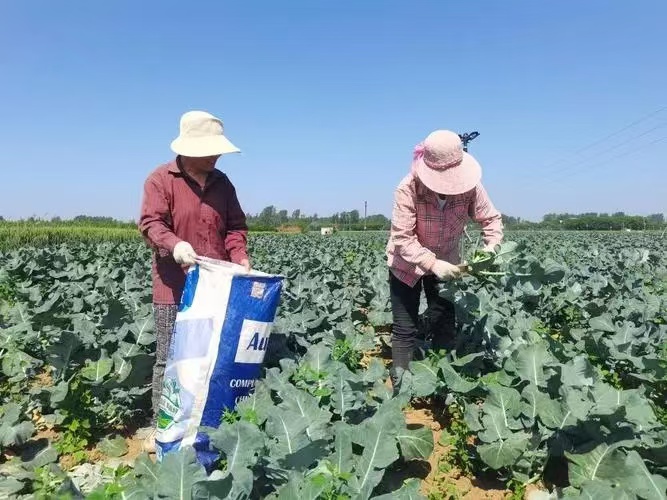 十四团：西兰花托起“致富梦”