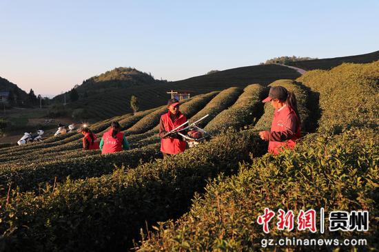 在石阡县聚凤乡高原茶场,贵州良友现代农业科技开发有限公司正组织工人对茶园进行秋冬管护。图为工人正在修蓬清园。杨文美摄 在石阡县聚凤乡高原茶场,贵州良友现代农业科技开发有限公司正组织工人对茶园进行秋冬管护。图为工人正在修蓬清园。杨文美摄