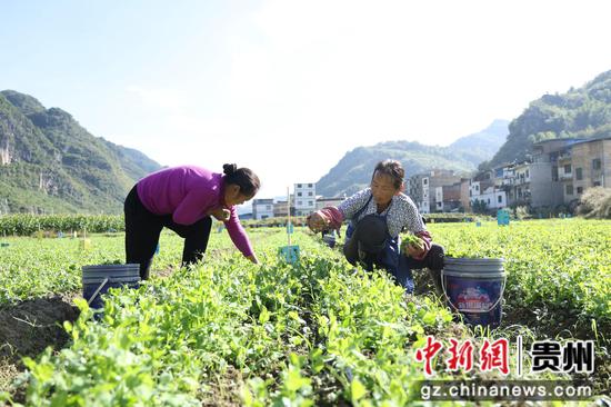 群众在采摘蔬菜