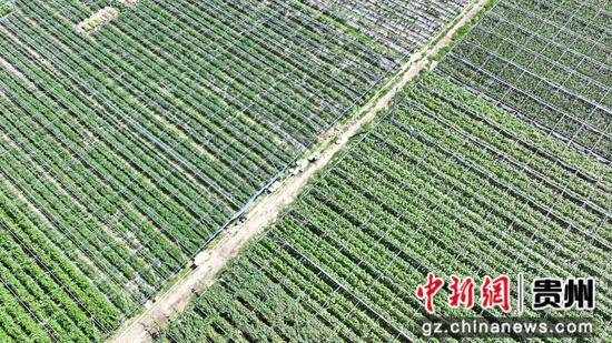 成片的蔬菜绿意盎然、长势喜人。