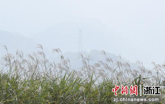 图为:西溪湿地芦花风中摇曳。中新社记者 王刚 摄