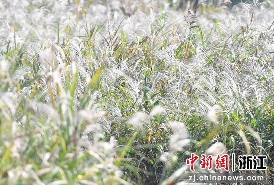 图为:如雪的芦花风中摇曳。中新社记者 王刚 摄