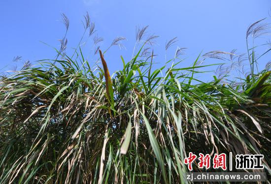 图为:西溪湿地芦苇荡。中新社记者 王刚 摄