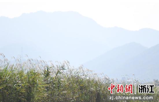 图为:远山前的芦花盛开。中新社记者 王刚 摄