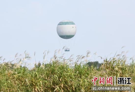 图为:西溪湿地的观光气球在芦苇荡外升起。中新社记者 王刚 摄