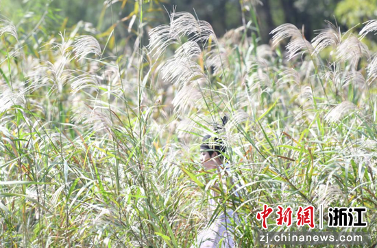 图为:游客漫步于芦苇荡内。中新社记者 王刚 摄