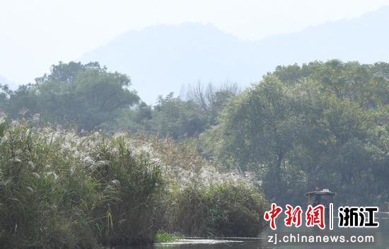 图为:游客泛舟赏芦。中新社记者 王刚 摄