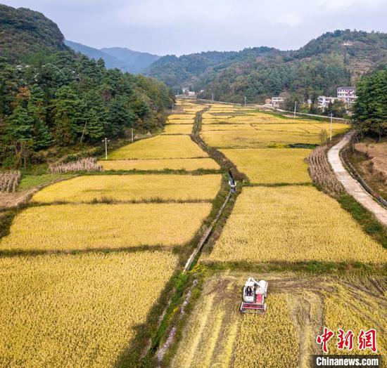 图为农机手驾驶农机在箐河村收割晚稻(无人机照片)。史开心 摄 图为农机手驾驶农机在箐河村收割晚稻(无人机照片)。史开心 摄