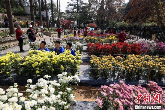 11月7日,贵州省贵阳市,贵州省植物园内持续进行的菊花展吸引不少市民前来观赏、游览。图为市民在菊花展观赏、游览。中新社记者 瞿宏伦 摄 11月7日,贵州省贵阳市,贵州省植物园内持续进行的菊花展吸引不少市民前来观赏、游览。图为市民在菊花展观赏、游览。中新社记者 瞿宏伦 摄