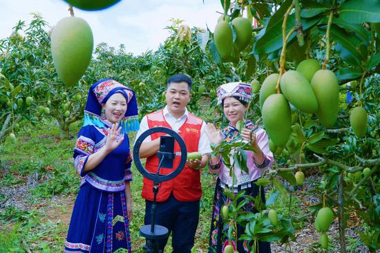 驻村工作队员帮助农户开展芒果销售工作。 唐文蔚 摄 驻村工作队员帮助农户开展芒果销售工作。 唐文蔚 摄