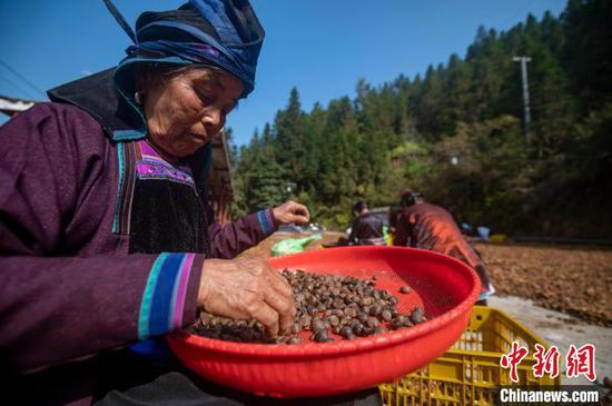 图为银下村村民对油茶鲜果进行晾晒、剥壳、选籽。吴德军摄