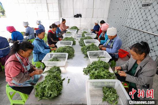 11月15日,工人在贵州省黔南布依族苗族自治州龙里县湾滩河镇分拣豌豆尖。中新社记者 瞿宏伦 摄 11月15日,工人在贵州省黔南布依族苗族自治州龙里县湾滩河镇分拣豌豆尖。中新社记者 瞿宏伦 摄