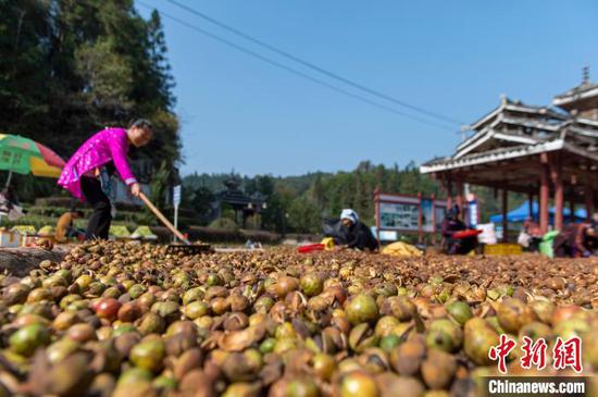 图为银下村村民对油茶鲜果进行晾晒、剥壳、选籽。吴德军摄