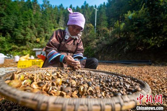 图为银下村村民对油茶鲜果进行晾晒、剥壳、选籽。吴德军摄