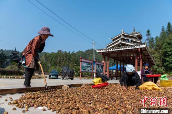 图为银下村村民对油茶鲜果进行晾晒、剥壳、选籽。吴德军摄