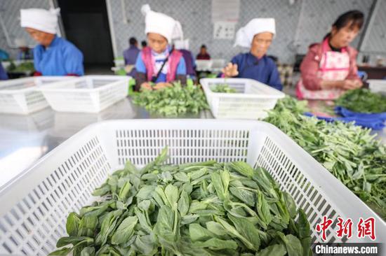 11月15日,工人在贵州省黔南布依族苗族自治州龙里县湾滩河镇分拣完成的豌豆尖。中新社记者 瞿宏伦 摄 11月15日,工人在贵州省黔南布依族苗族自治州龙里县湾滩河镇分拣完成的豌豆尖。中新社记者 瞿宏伦 摄
