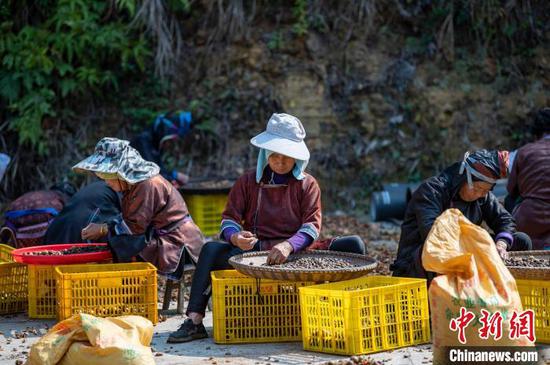 图为银下村村民对油茶鲜果进行晾晒、剥壳、选籽。吴德军摄